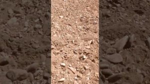 результат вспашки мотоблоком Champion BC 8716 2