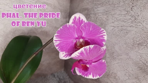 У нас цветёт Phal. The Pride Of Ben Yu