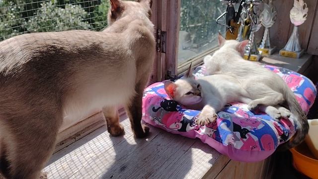 Все кошки прайда