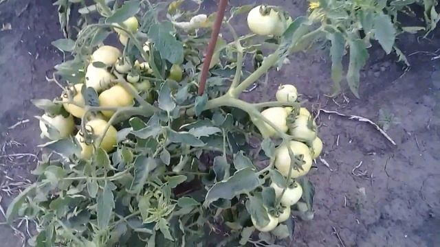 АРБУЗ и ДЫНЯ в открытом грунте ! Первая пошла. Пробуем на вкус смотреть онлайн