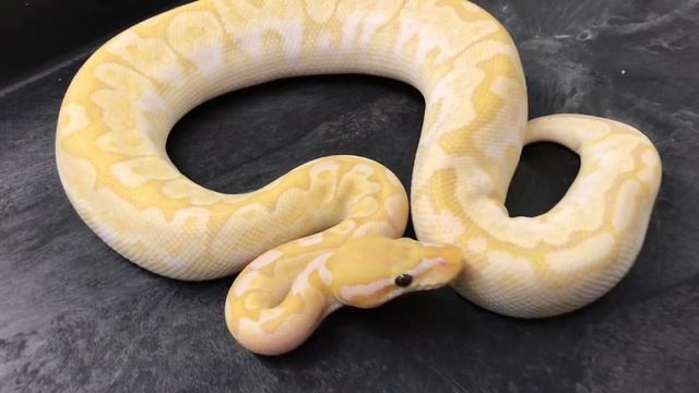 Ball Python Morphs #11 Bananas and Coral Glows! смотреть онлайн