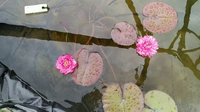 Кувшинка (нимфея) Фуксия Пом Пом. Water lily (Nymphaea) Fuchsia Pom Pom смотреть онлайн