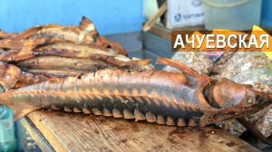 Ачуевская с распахом. История и современность. Садковая ферма Синеморцо.