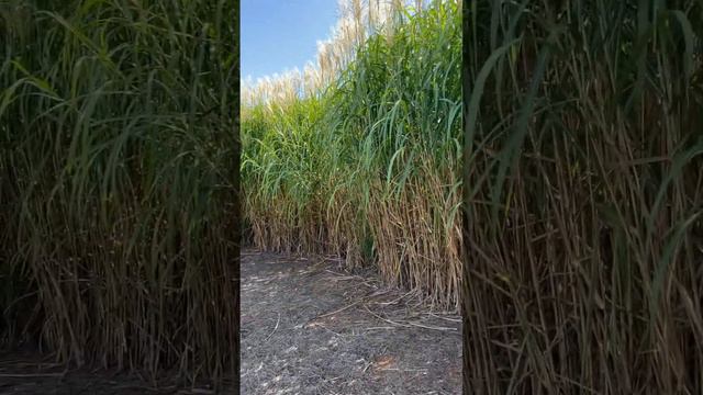 Miscanthus giganteus privacy screen.