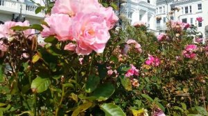 Regensberg Or Buffalo Bill Pink Roses.