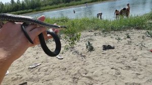 Соль-Илецк! Уж в р.Илек август 2019г! Парень поймал Ужа! Отдых в Соль-Илецке!