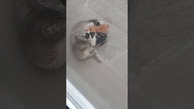 Рыжий котёнок, и чёрно— белый котёнок !☺️❤️😻 смотреть онлайн