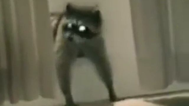 Енот крадет ковёр смотреть онлайн