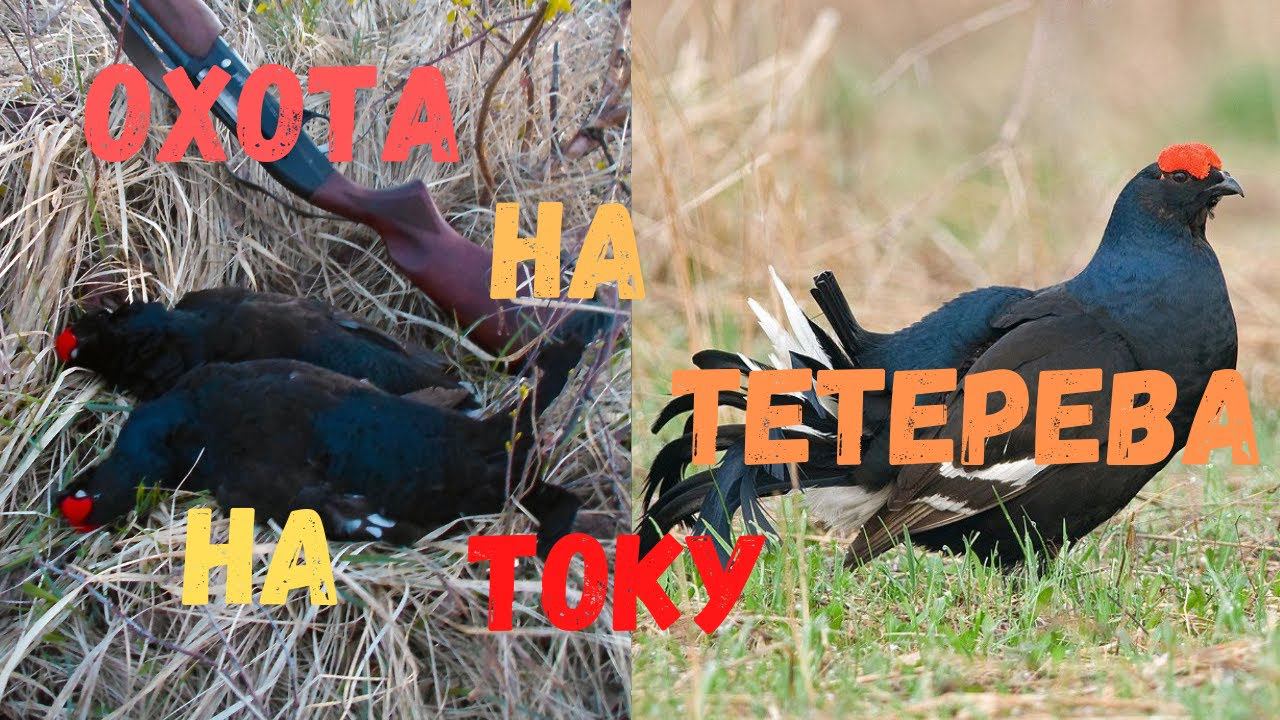 Охота на тетерева на току.