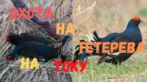 Охота на тетерева на току.