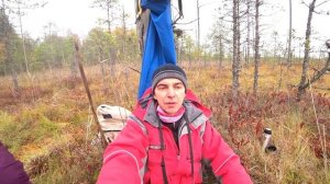 Клюква на Болоте в Радофинниково.