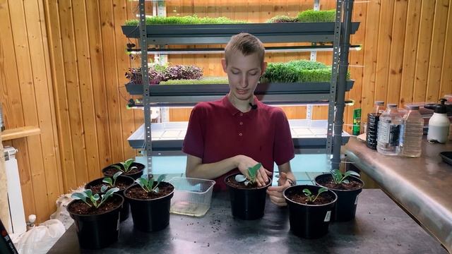 Зелень с вкусом УСТРИЦ?! Технология выращивания Мертензии! смотреть онлайн