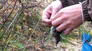 Станция кольцевания птиц "Байкальская"