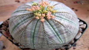 Цветок молочай — виды и популярные сорта