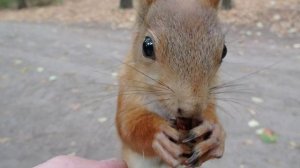 Кормлю забавную белку