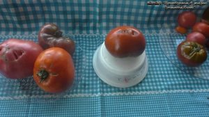 Ранний,крупный ,вкусный,не прихотливый,темный томат Блэк Джон