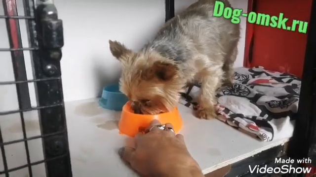 Найден йоркширский терьер смотреть онлайн