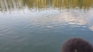Поездка в Золотой сазан. Трофейный экземпляр у Олежки