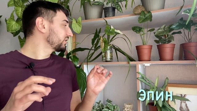 Комнатные растения после зимы. Залив растений, мошки в грунте, весенняя пересадка ￼комнатных цветов
