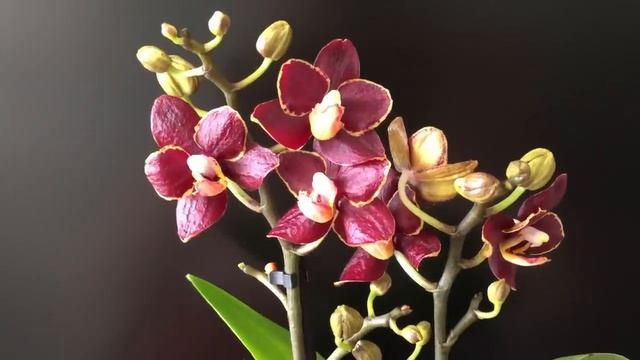 Купила орхидею своей мечты !!! и несколько новинок белого цвета)) и Эсме) смотреть онлайн