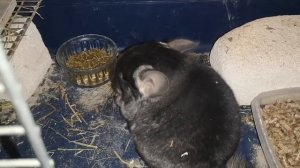 Шиншилла , заботы после родов