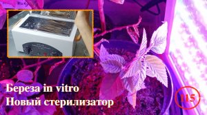 [115] Береза in vitro, пересаживаем на новую среду. Новый стерилизатор. Результаты черенкования