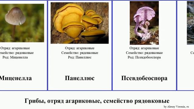 Грибы, отряд агариковые, семейство рядовковые рядовка говорушка pan josh fungus желобчатая Guitar
