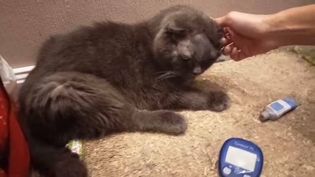 Берем кровь из ушка кота смотреть онлайн