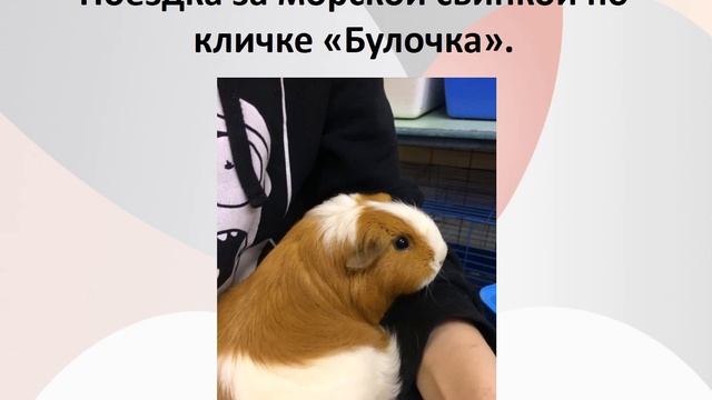 мой проект : Сказка – быль из жизни семьи морских свинок: «Персика» и «Булочки». смотреть онлайн