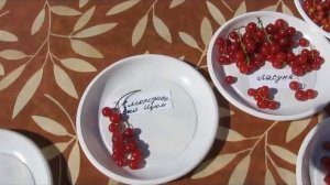 Первый смородиновый изюм, мифы и реальность.