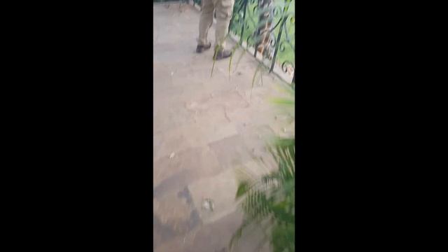 Исполнилась моя мечта- пожить в отеле жирафов в Кении!)
