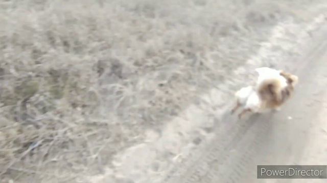 Серия 33, Потеплело Сегодня резко, С Утра Ещё Было Зябко, Даже Морозец был❄️ Бройлера всё Растут смотреть онлайн