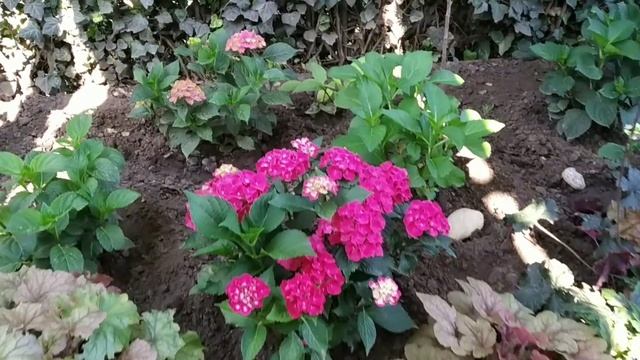 Украшаю сад! Утро 5 июля, беседка, новая цветочная композиция в корзине, винтажный уголоктв саду. смотреть онлайн