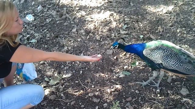 Павлины в районе Филеримос, Родос смотреть онлайн