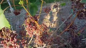 Кишмиш Запорожский Непосильная ноша