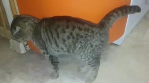 Песни мартовских котов. Весна идет, весне дорогу. Коты орут, все на подмогу. Сюрприз