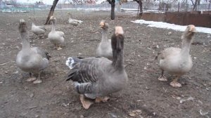 Тульские горбоносые гуси