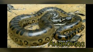 ЖИВОТНЫЕ ЮЖНОЙ АМЕРИКИ