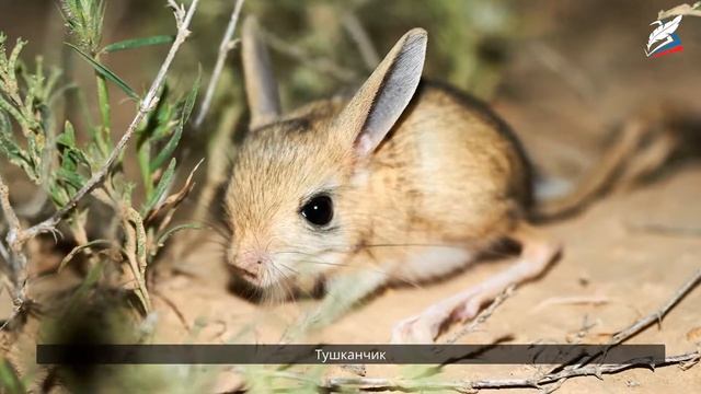 Полупустыни пустыни России смотреть онлайн