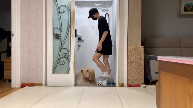 Why It's Hard to Have a Large Dog