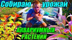 Акватеплица в октябре! [СБОР УРОЖАЯ АКВАРИУМНЫХ РАСТЕНИЙ!]