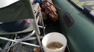 Карась Куршский залив Лука