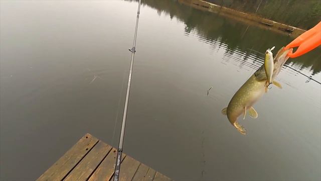 Лучший воблер на щуку. Часть 3. Pontoon 21 Kalikana Dun. Щука летом в жару. смотреть онлайн