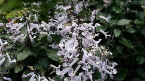 ม่วงมณี/ม่วงกำมะหยี่ - Ajuga/Mona Lavender 4