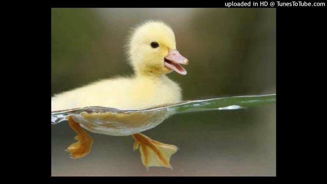 Little Duck Foraging（Квинтет деревянных духовых инструментов） смотреть онлайн