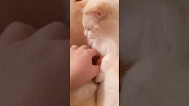 Кот ест хурму.Котик Беляшь любит хурму.Милый котик смотреть онлайн