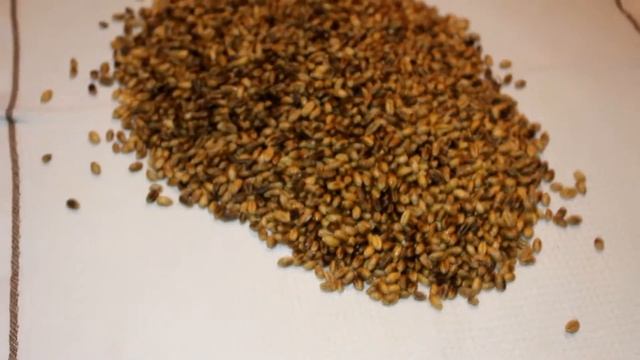 ЖАРЕНАЯ ПШЕНИЦА