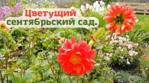 Цветущий сентябрьский сад.?