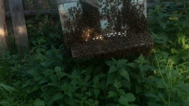 Вот так работает семья со свищевой маткой | Часть 1/Work of family with queen bee quiet replacement смотреть онлайн