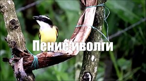 Пение иволги.Релакс 1 час